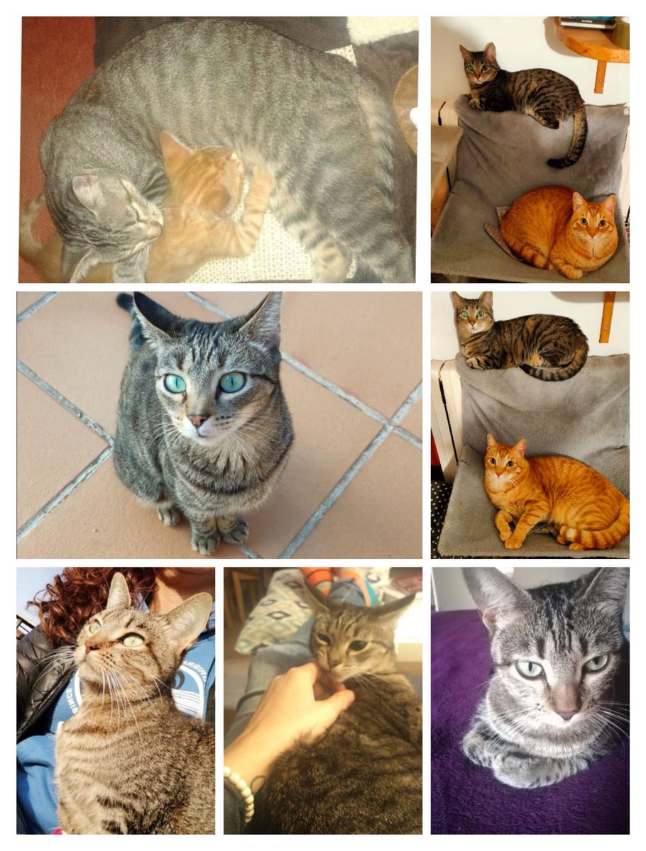 Tonina13's tweet photo. #diainternacionaldelgato 
#Ginet #Tiger #Flor 
#amordelbueno 
#amorgatuno 
#catslover 
❤️❤️❤️😻😻😻 https://t.co/or80z7n0OG