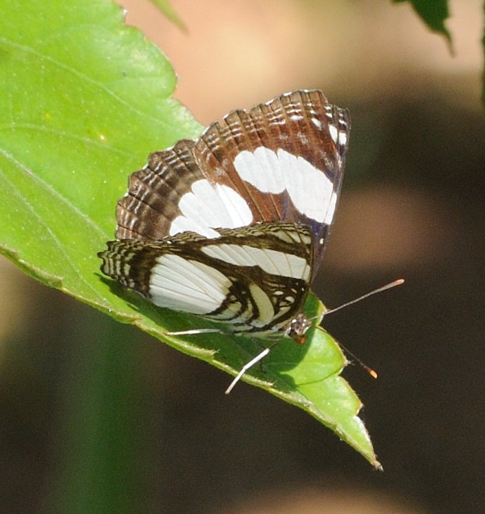 eButterfly_org's tweet photo. Up for a challenge? Let's ID African butterflies!
Here's a  list of all the butterfly submissions from Africa so that you can appreciate their colours and ID them👀:  https://t.co/TpQBl38Qxq
eButterfly vetting is a collaborative effort, and you play a part in this community! https://t.co/FJAJPAYpX5