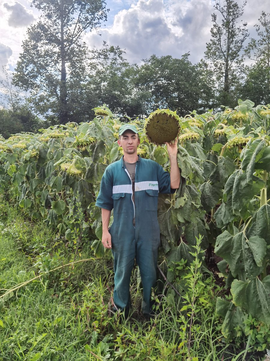 Alcuni dei girasoli rimasti in piedi dopo la tempesta. Varietà P64HE144. <a href="/PioneerSeeds/">Pioneer Seeds U.S.</a>