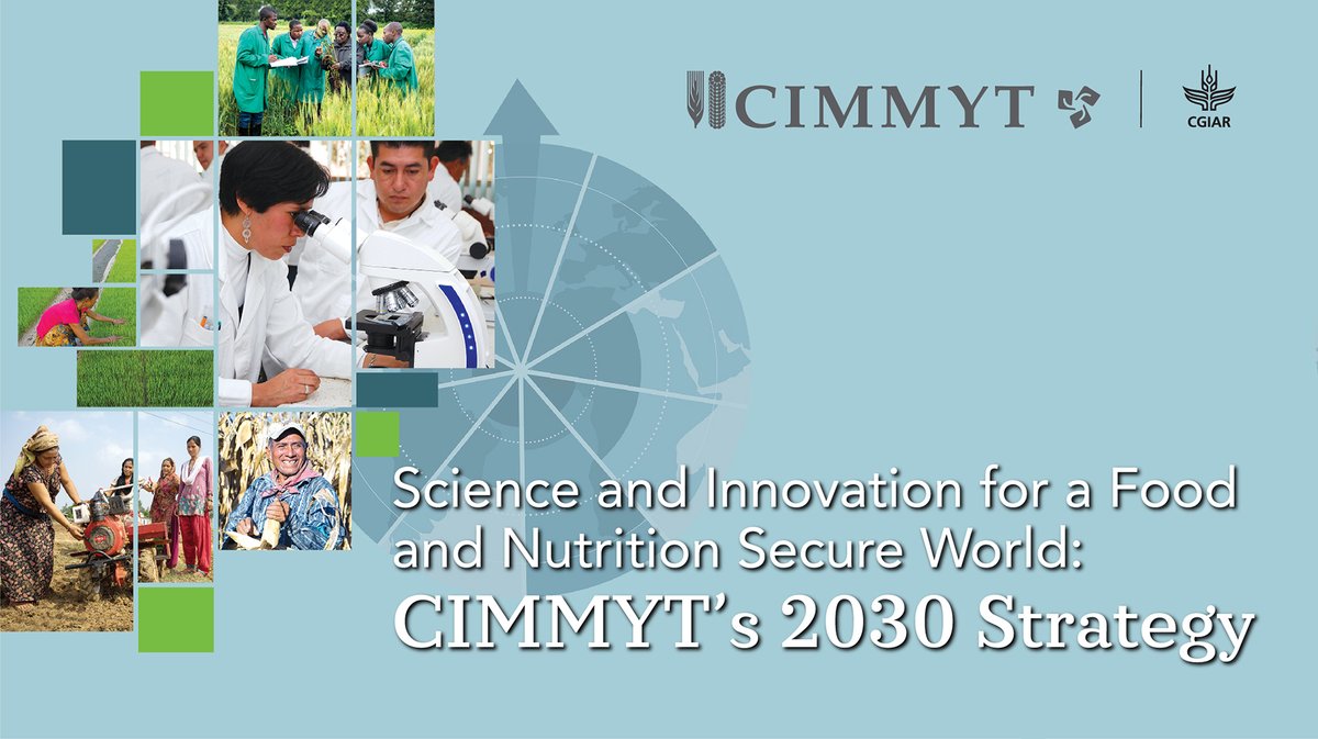 CIMMYT tweet media
