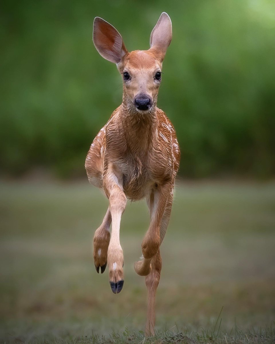 The CCPC (@theccpc) on Twitter photo #ShareCCPC feature this week of this beautiful click by Jill Finney
📷 <a href="/jillfinney/">Jill Finney</a>
Are You My Mother?
#Canada #Conservation #CCPC #deer #wildlife #ShareCCPC feature this week of this beautiful click by Jill Finney
📷 <a href="/jillfinney/">Jill Finney</a>
Are You My Mother?
#Canada #Conservation #CCPC #deer #wildlife