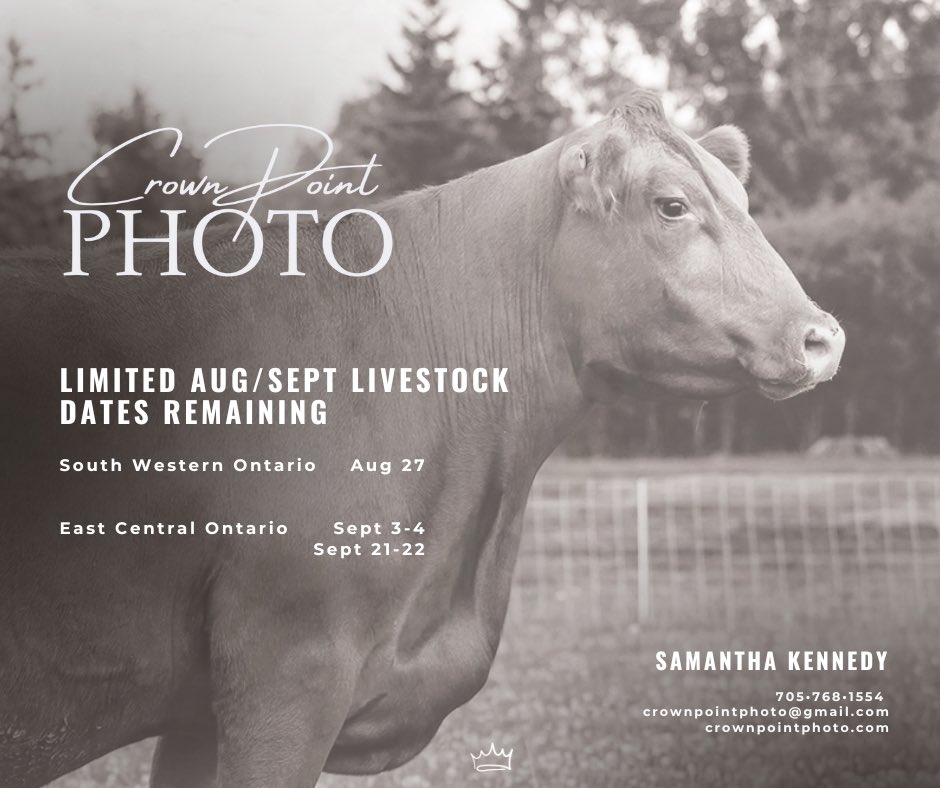 Book your livestock marketing photos with me asap, few dates remaining for the end of this summer! If you have a specific date in mind let me know. Also a great excuse to get to the pasture with the family and get some marketing content for your operation. Retweets appreciated!