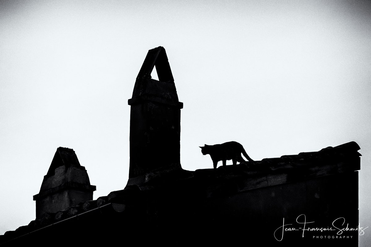 Today is International Cat Day 🐈 😺 Rooftop in Graveson France, July 2012. #internationalcatday #cats #cat #catday #catlover #catlovers #catlife #caturday #catoftheday #meow #adoptdontshop #worldcatday #pets #catlove #love #cute #ilovemycat #mycats