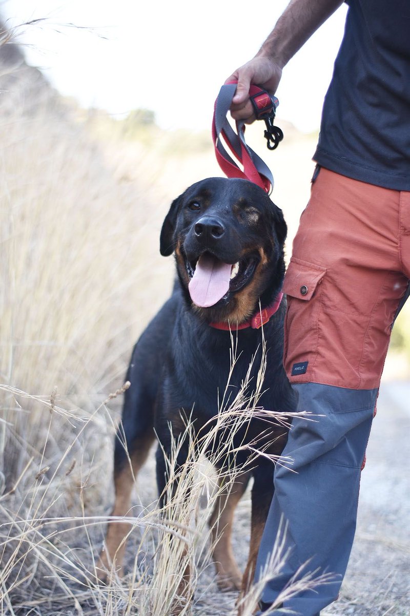 protemalaga's tweet photo. Emperador, 4 años, tamaño grande.
Es un perro que cuando coge confianza se vuelve todo un cachorron grande y cariñoso. Adora corretear y jugar con las pelotas. 
Correo: moduloc@protectoramalaga.com https://t.co/LsuAYRO7MX