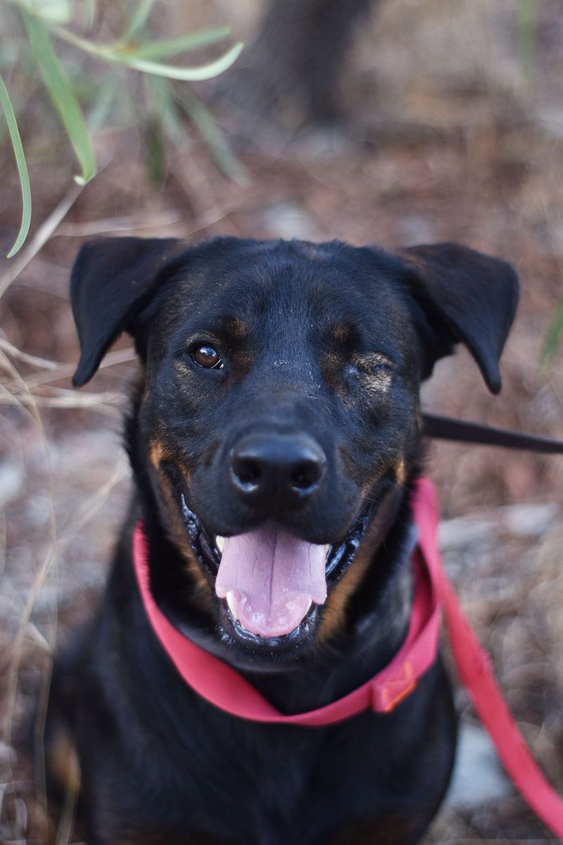 protemalaga's tweet photo. Emperador, 4 años, tamaño grande.
Es un perro que cuando coge confianza se vuelve todo un cachorron grande y cariñoso. Adora corretear y jugar con las pelotas. 
Correo: moduloc@protectoramalaga.com https://t.co/LsuAYRO7MX
