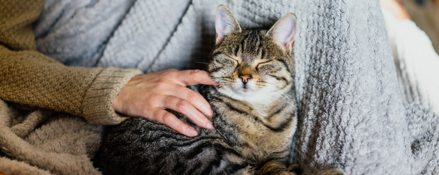 JoeCuddy1's tweet photo. This international Cat Day, check out these money-saving tips from @CapitalOne on how to prepare for getting a new pet. https://t.co/CckSOCPuBb https://t.co/WNWEJAECoc