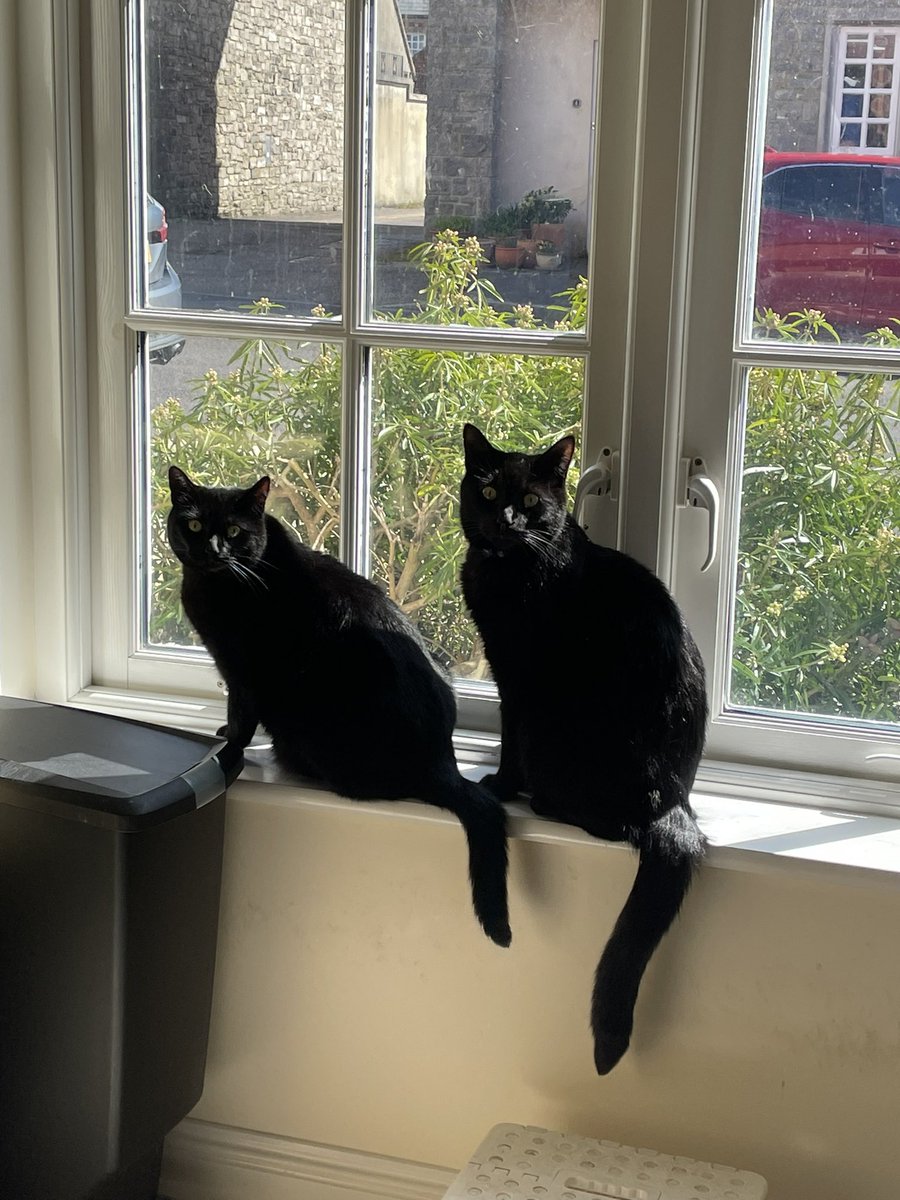 marmadge's tweet photo. Happy international cats day to the two cutest, loving, naughty but adorable freeloaders who live with me  #InternationalCatDay #blackcats #minipanthers https://t.co/L0xKZKdLvD