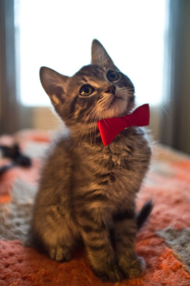 meowridge's tweet photo. Happy International Cat Day! He got dressed up for the occasion. https://t.co/2QsiudE6d6