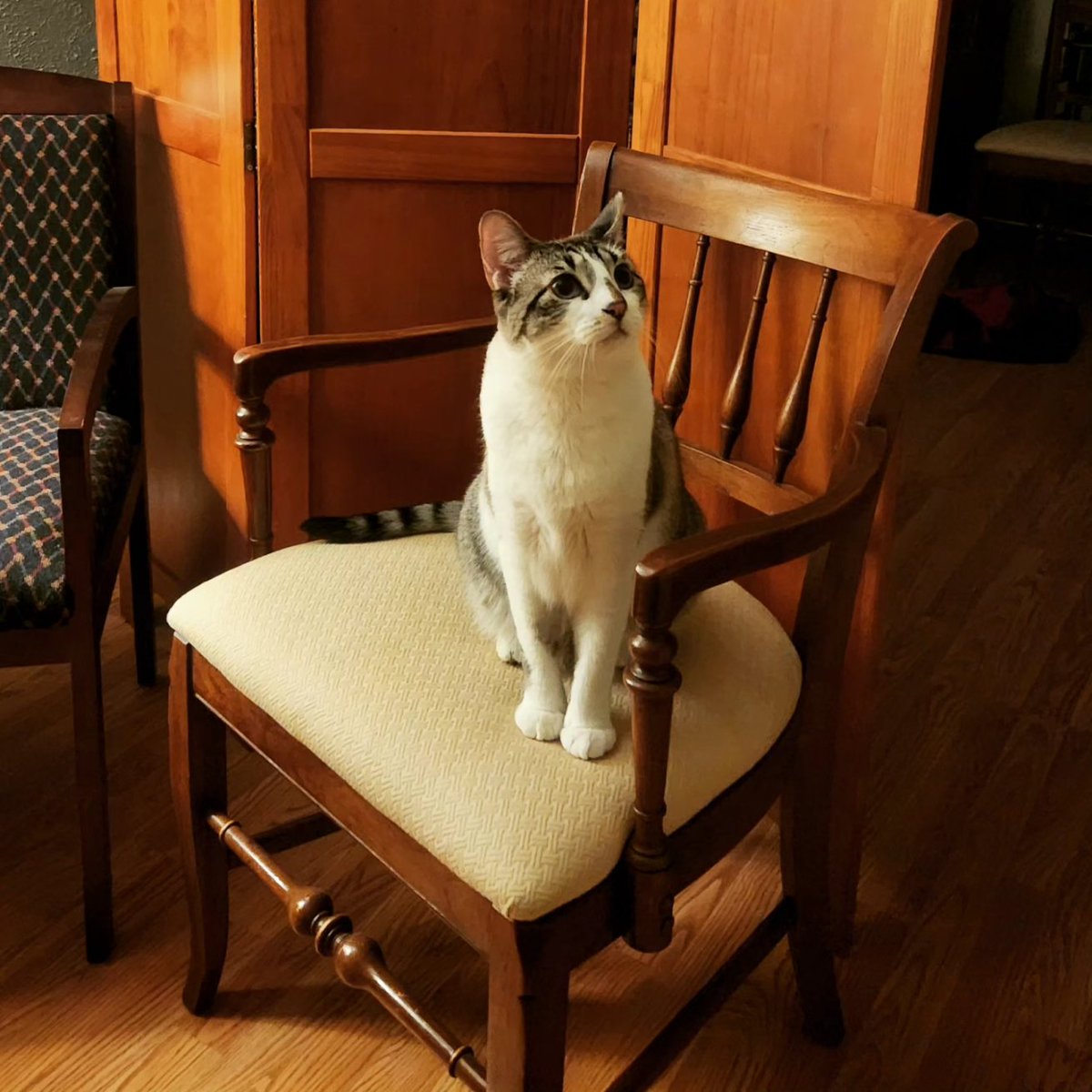 TheTeacupp's tweet image. Happy #InternationalCatDay !!! Here's to my silver lady, Willow! 🩵🩶