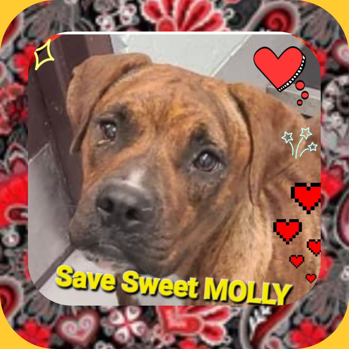 rothfarms's tweet photo. 🚨🐕🆘️  #SaveMolly 🚨🐕🆘️Make that sweet sad face happy 😊 

ADOPT or FOSTER 👇
CORPUS CHRISTI ANIMAL CARE 📧 ccacsrescues@cctexas.com 📞 361-826-4630 https://t.co/7Y5CZX46Py