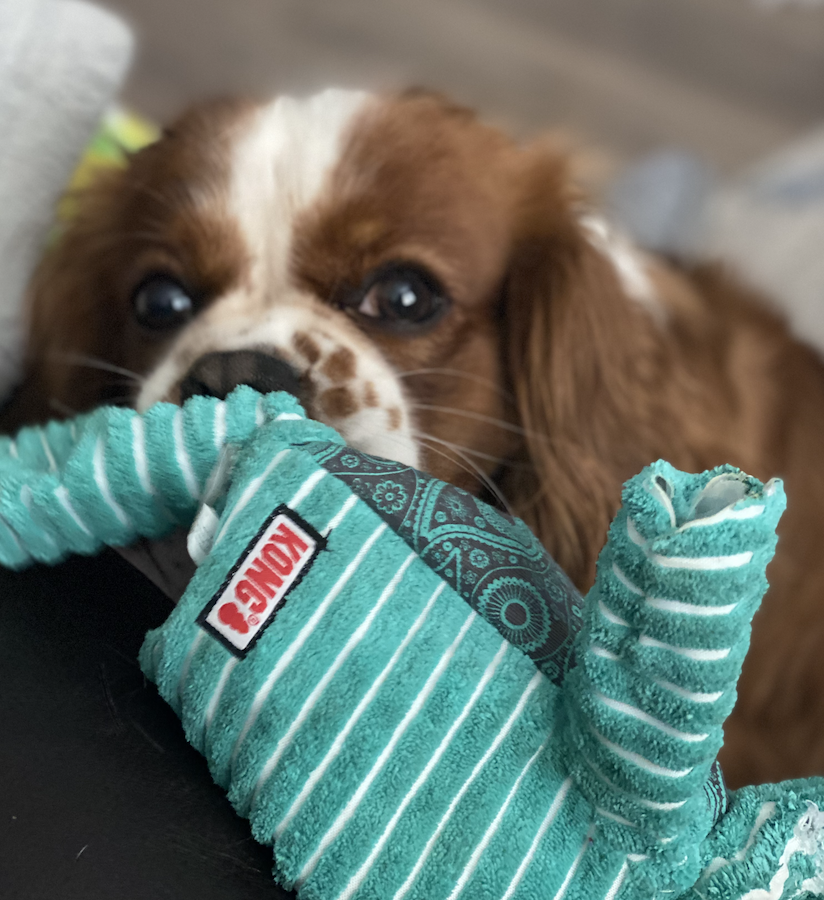 Meet Bailey, one of our team's best friends with his current favourite toy!

What are your dogs playing with right now? Show us pictures in the comments!! ❤️ 

#dogs #dogtoys #dogtoysuk #kingcharlesspaniel