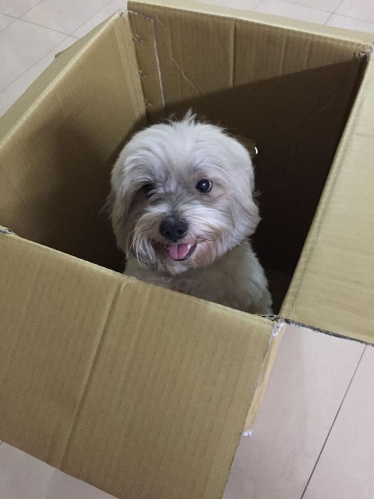 Exia_94's tweet photo. 8/8/23 My baby boy Rocky you'll be missed dearly. It hurts me so much but at least I know you're in a better place without illness and suffering. Thank you so much my dear baby boy for the good times that you bring into the family you'll be in my heart forever. 10+ years IMY!!!! https://t.co/2mjakMZUyD