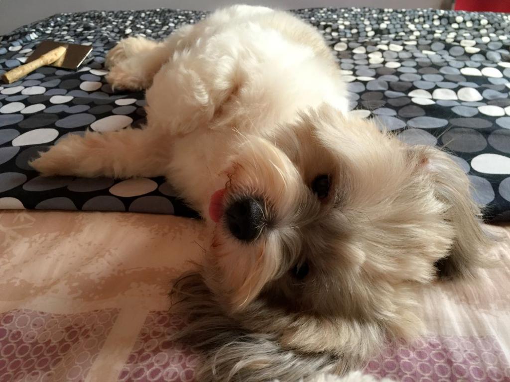 Exia_94's tweet photo. 8/8/23 My baby boy Rocky you'll be missed dearly. It hurts me so much but at least I know you're in a better place without illness and suffering. Thank you so much my dear baby boy for the good times that you bring into the family you'll be in my heart forever. 10+ years IMY!!!! https://t.co/2mjakMZUyD