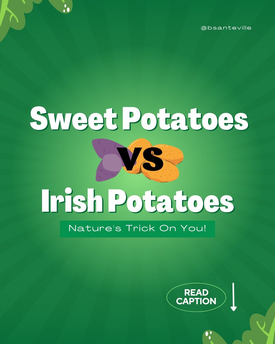 bsanteville's tweet photo. Sweet potatoes vs Irish potatoes: The trick nature played on You.👇

Lots of people pick Irish potatoes over sweet potatoes, thinking they're better. But guess what? Nature has a surprise for you! Infact nature has been playing a crafty game on you, all along.🤦

#bsanteville https://t.co/9RitDdpwMX
