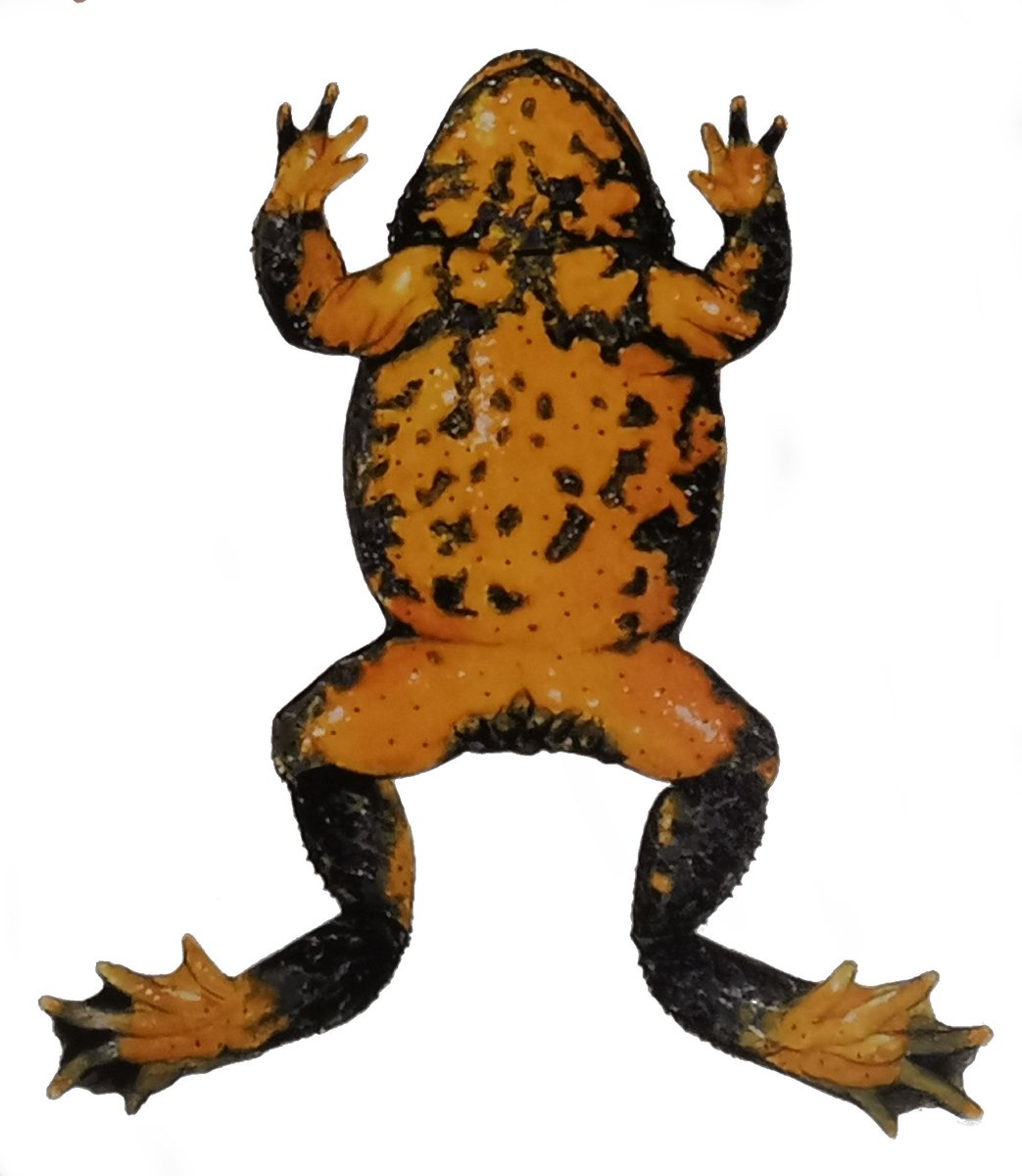 EmilianoTrucchi tweet media