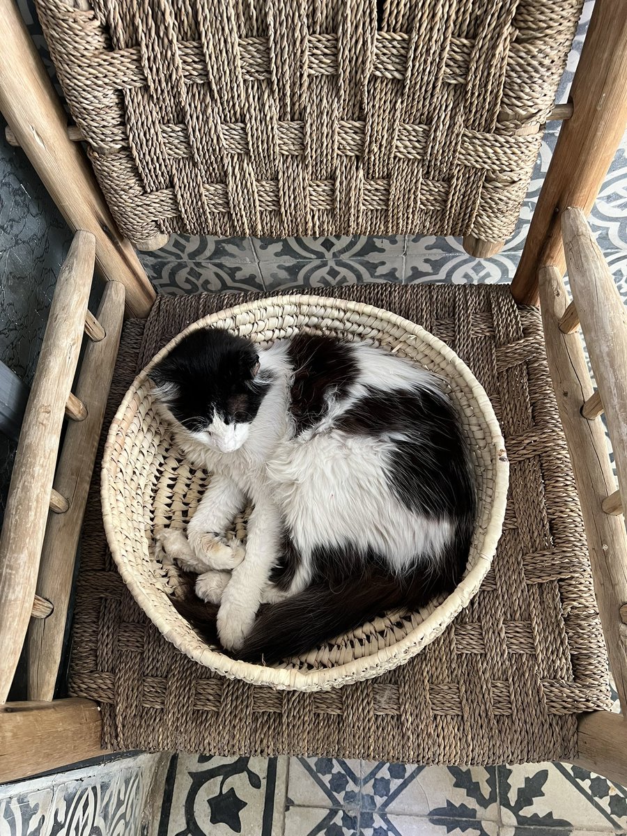 caron_rohsler's tweet photo. Some international cats on #InternationalCatDay #CatsOfMarrakech https://t.co/f4STfMMPVb