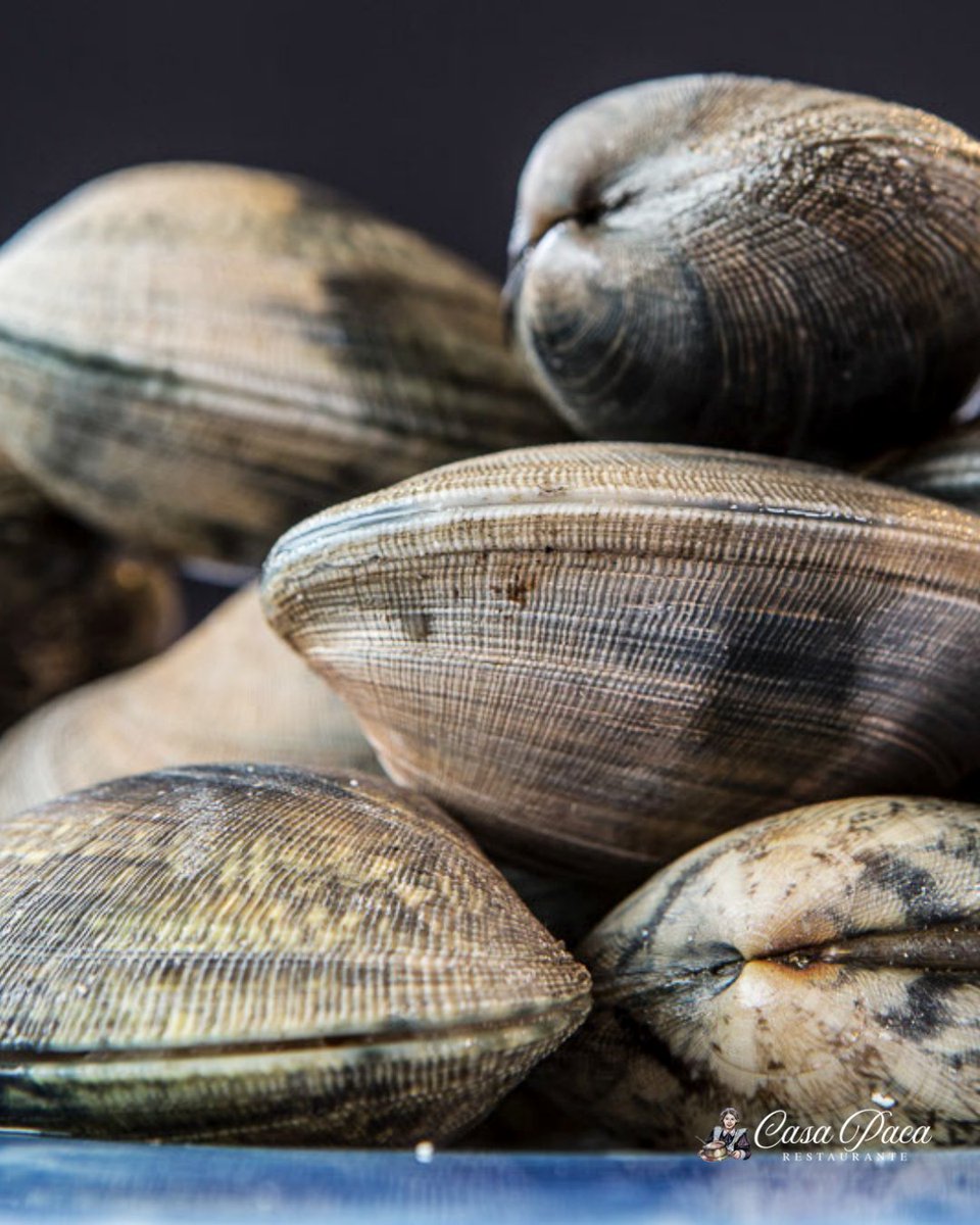Te invitamos a descubrir la exquisitez de las Almejas de Carril, un manjar que captura la esencia del océano en cada bocado

Ven a Casa Paca y déjate cautivar por el auténtico sabor de Galicia 🍴💫

☎ 923 218 993 
#CasaPaca #GastroPlaceres #Salamanca