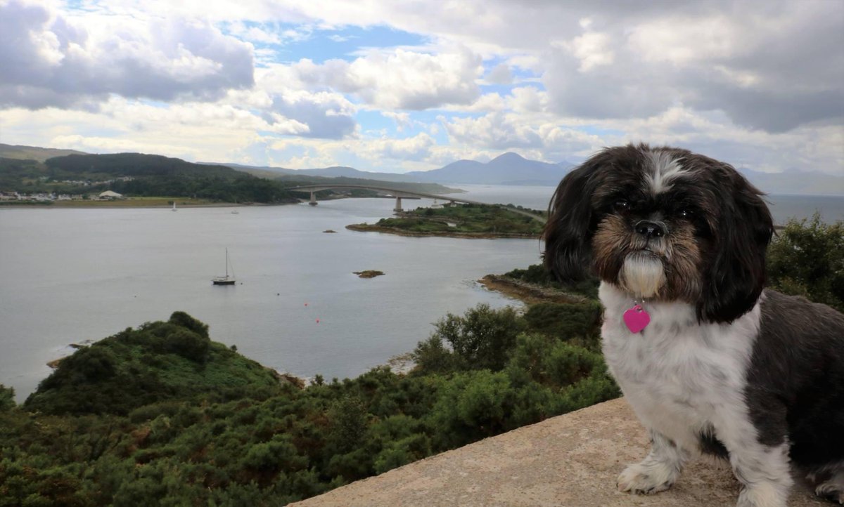 #OutAndAboutScotland Wee Skye the dog enjoying the view, #ThePlock #IsleOfSkyeBridge