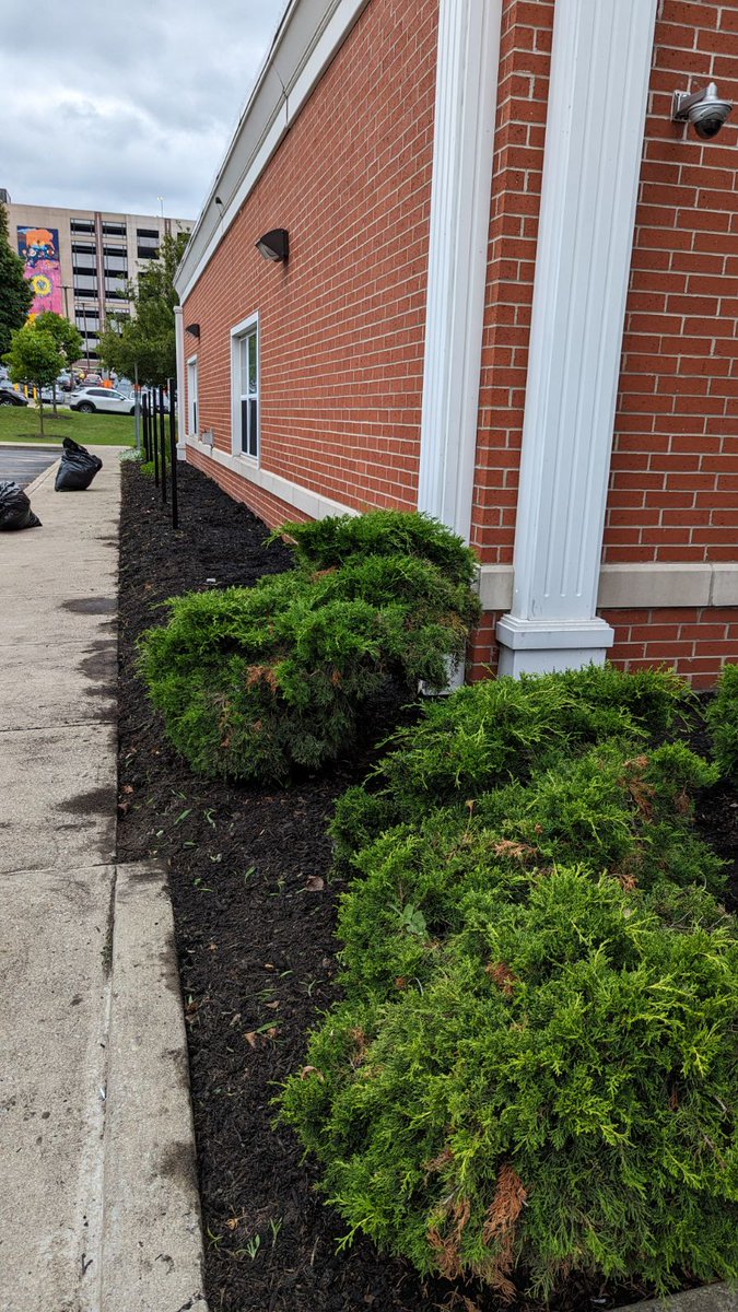🌼 Big thanks to @EvansBankWNY  volunteers! 🌧️ Despite the rain, you beautified our gardens at Cornerstone Manor. Your support creates a nurturing space for our women and children in need. 
#volunteer #BuffaloNY