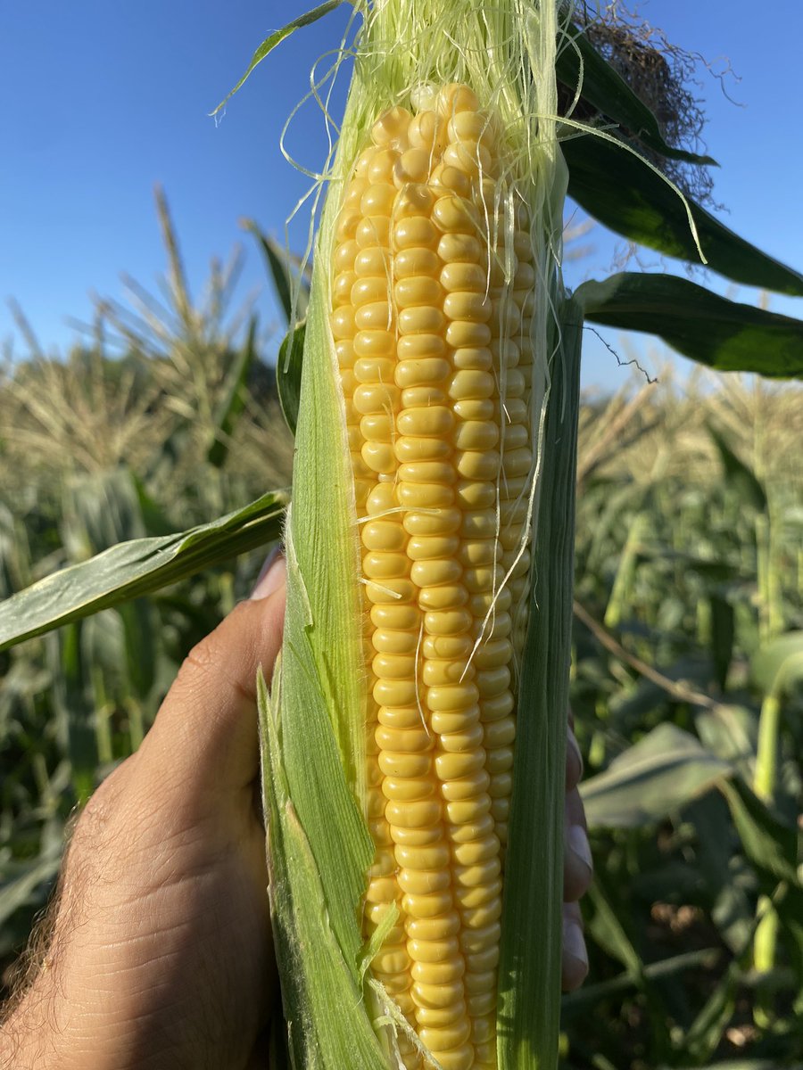 الذهب الاصفر 🌽