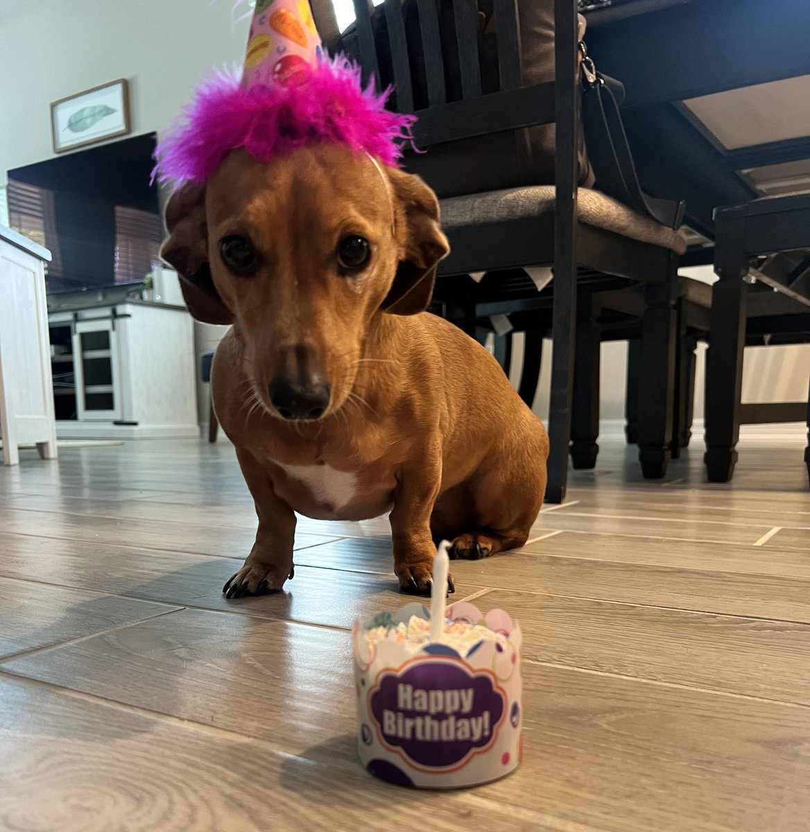 Riley is 6 !!! 🎉 🐶 (Yes, we made her wear a party hat) @WoofGangBakery