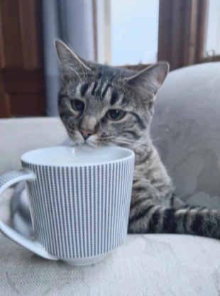 Cuddled up on the couch with your cat and a cup of 'OO what could be better? Send us your pics! #InternationalCatDay #TyphooTea ☕️📸