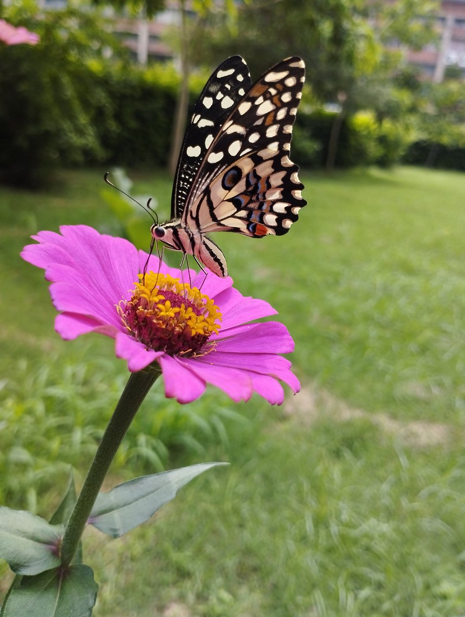Muskansingla001's tweet photo. Capture the moment! 
#Butterflies https://t.co/RXKzwTG6wG