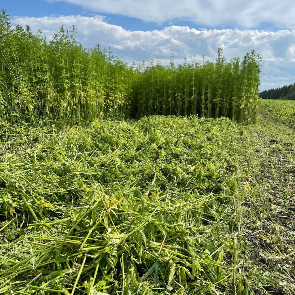 SmokyHempDecort's tweet photo. #SmokyHempDecortication growers are preparing to cut their #industrialhemp in the coming days. Some stands are reaching heights of 10-12 feet! After cutting, the crop will go through a process in the field called #retting. 

#AlbertaHemp #Agriculture #CdnAg #ABgrows https://t.co/aqO7GxsNrE
