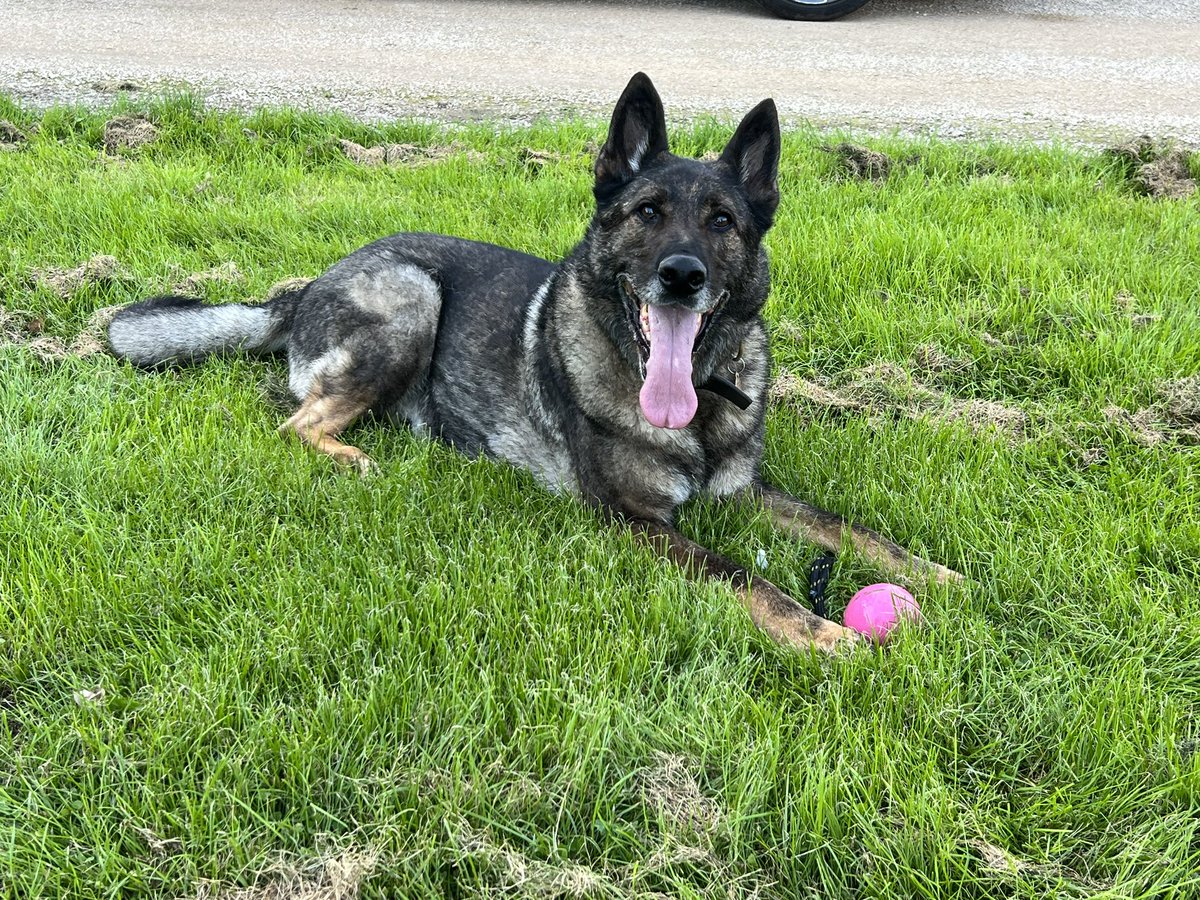 The_NFRSA's tweet image. We had a wonderful day yesterday. @byGerrySlade came to complete a very special shoot for our 2024 calendar - we think you’re going to love this particular scene, it’s going to be awesome! A few memories from the day… @amydeemo 

💜🐾🐴🐾💜

#nfrsa #prisondogs #firedogs