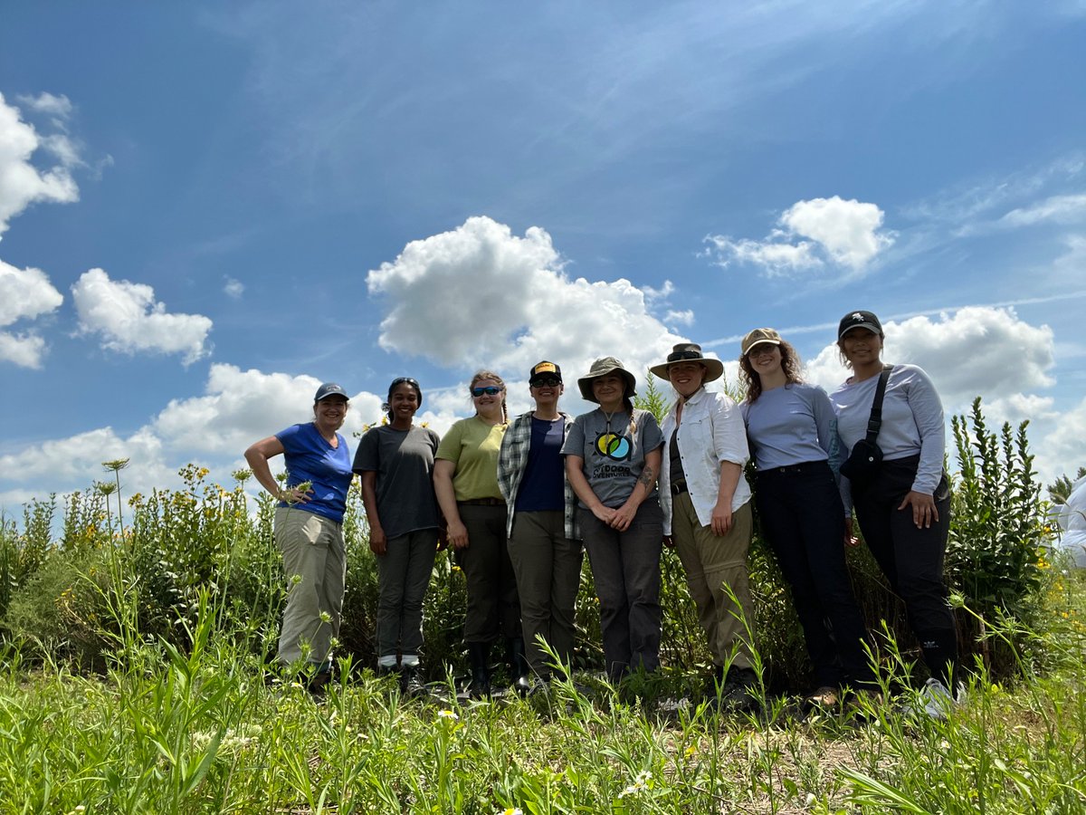DocHPJones's tweet photo. Why I’m sadly not at #ESA2023 in photos.
We collected 1,099 bags of biomass from over 700 20x50cm plots at our experiment last week. That bucket is just one of said quadrats. Also done: veg surveys at 156 1.5m x 1.5m plots, and 936 soil cores.
#Joneslabdoesfieldwork https://t.co/d1c6sqeRWG