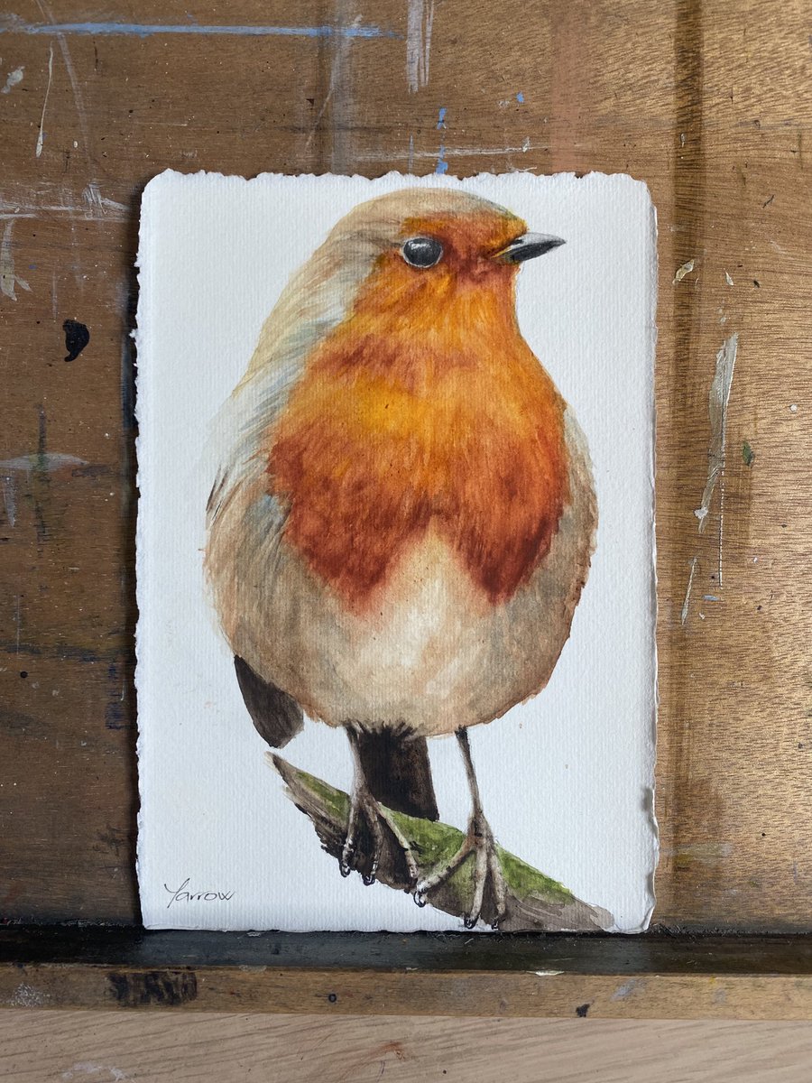 No prizes for guessing the #bird. An old favourite, new #painting in #watercolour on #handmade #paper. #robin #art #gifts #scottishartist #originalart #garden #birds #nature  #wildlife #artforsale #MHHSBD #UKCraftHour #shopscotland #britishart