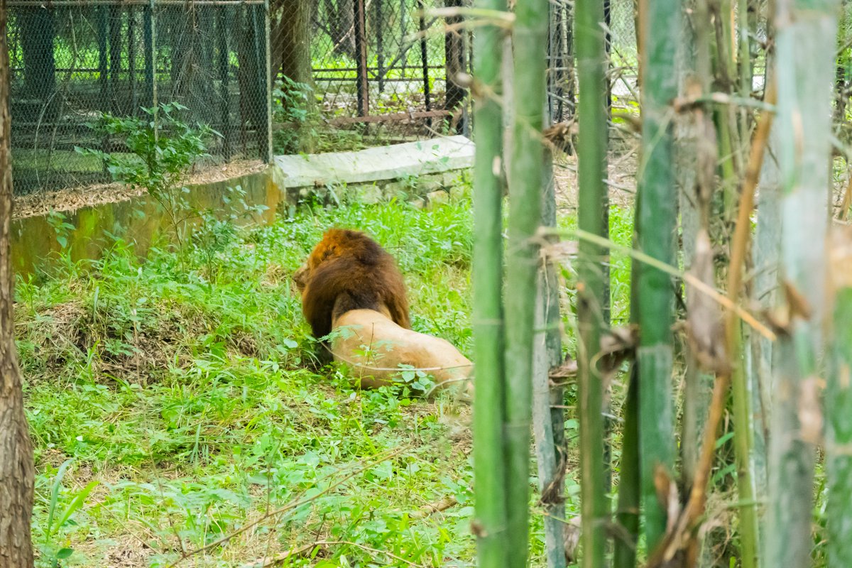 bhavashri21's tweet image. Through their collaborative efforts, BYJU&apos;S and Sampark NGO made a positive impact on the kids&apos; lives by celebrating #WorldNatureConservationDay and #WorldTigerDay at Bannerghatta National Park. The excursion left a lasting impression, inspiring the young ncr-chronicle.com/education/byju…
