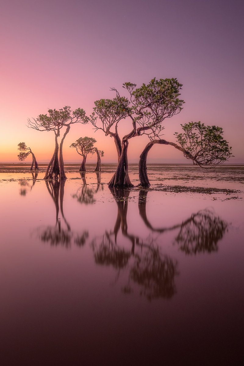 ZangrandoAndrea's tweet photo. 🖼️ I just released a new rare digital artwork, 'Dancing Trees - The Family'. Take a look! https://t.co/1LZsrswmoS #raredigitalart #digitalart #empoweredcreator via @makersplace
#nft
#nftart
#nature
#landscape
#dancingtrees
#indonesia https://t.co/n36eyfp0CN