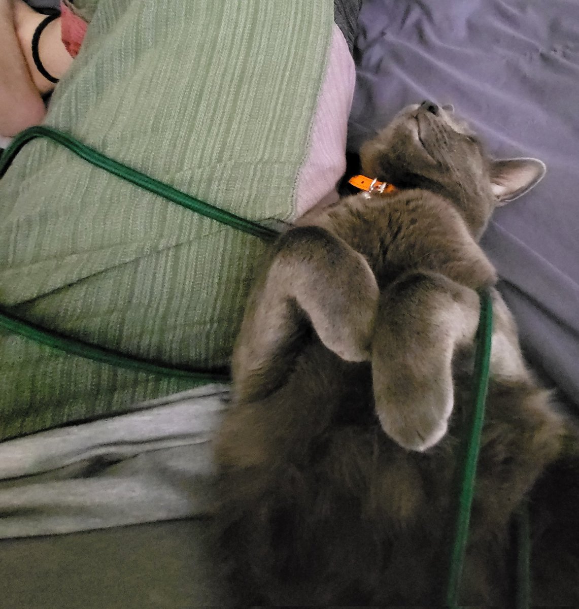PandatasticMan's tweet photo. @HypeHorizen He said to say, "Meow...purr, purr." back. https://t.co/uEMFRbJAC2