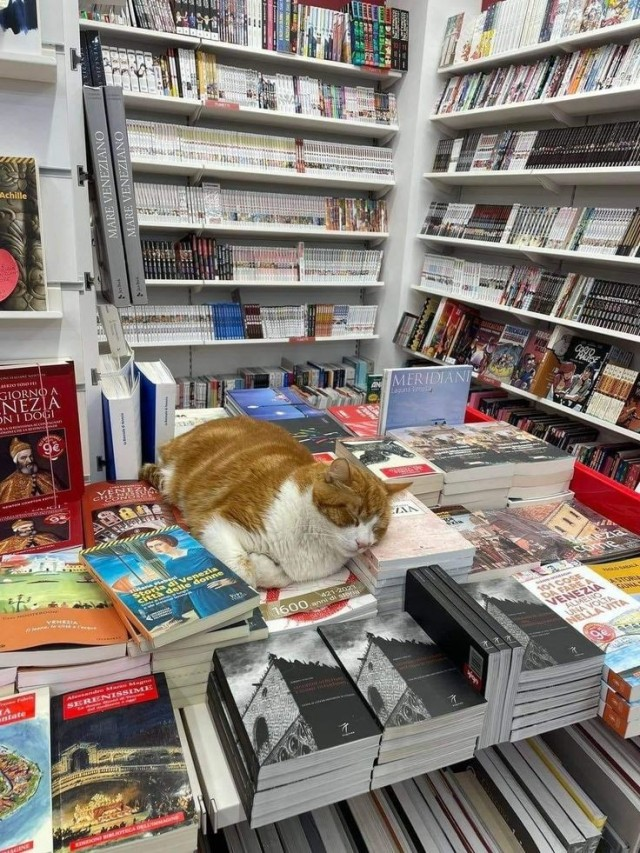DontShowYourCat's tweet photo. lethargic librarian https://t.co/kTDPyA0Gu5
