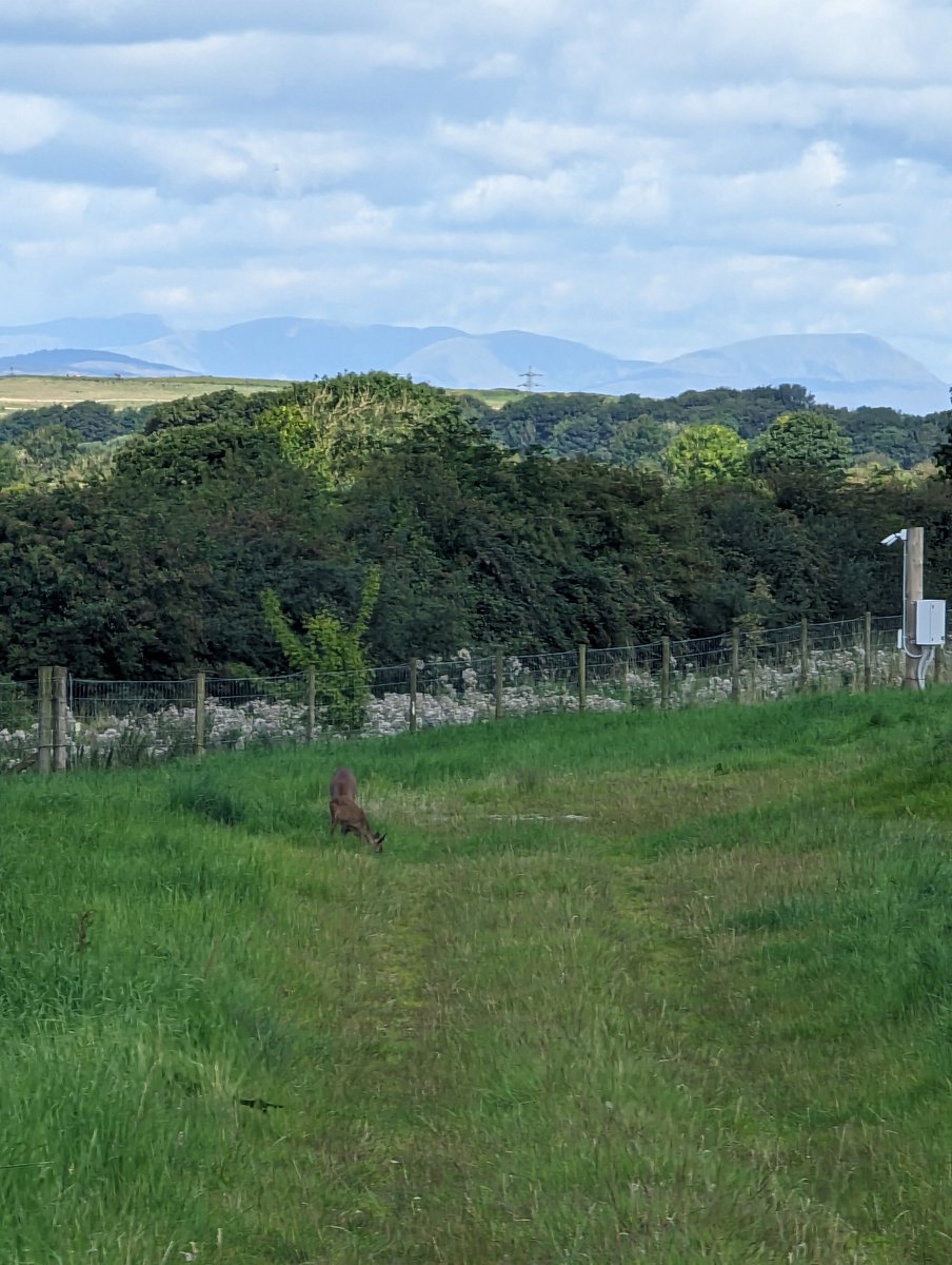 Lucy Treasure (@lucyisatreasure) on Twitter photo Lovely weather for my final day of <a href="/LancsUniLEC/">Lancaster Environment Centre</a> fieldwork collecting vegetation and climate data to investigate impacts of solar parks on forage quality. Big thanks to my field assistant <a href="/Sofiamidauar/">Sofia Midauar G Rocha</a>, pizza well earned! 🍕 Lovely weather for my final day of <a href="/LancsUniLEC/">Lancaster Environment Centre</a> fieldwork collecting vegetation and climate data to investigate impacts of solar parks on forage quality. Big thanks to my field assistant <a href="/Sofiamidauar/">Sofia Midauar G Rocha</a>, pizza well earned! 🍕