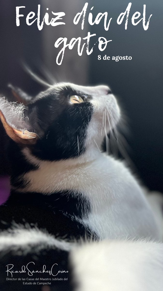¡𝐅𝐞𝐥𝐢𝐳 𝐃𝐢́𝐚 𝐈𝐧𝐭𝐞𝐫𝐧𝐚𝐜𝐢𝐨𝐧𝐚𝐥 𝐝𝐞𝐥 𝐆𝐀𝐓𝐎! 🐈‍⬛

Como sociedad debemos impulsar el cuidado de los gatos, son parte fundamental para nuestras familias. 
Promovamos la erradicación del maltrato animal.
