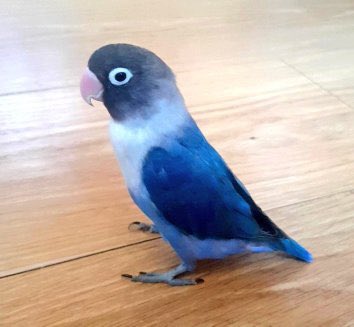 Liss Dark tweet media