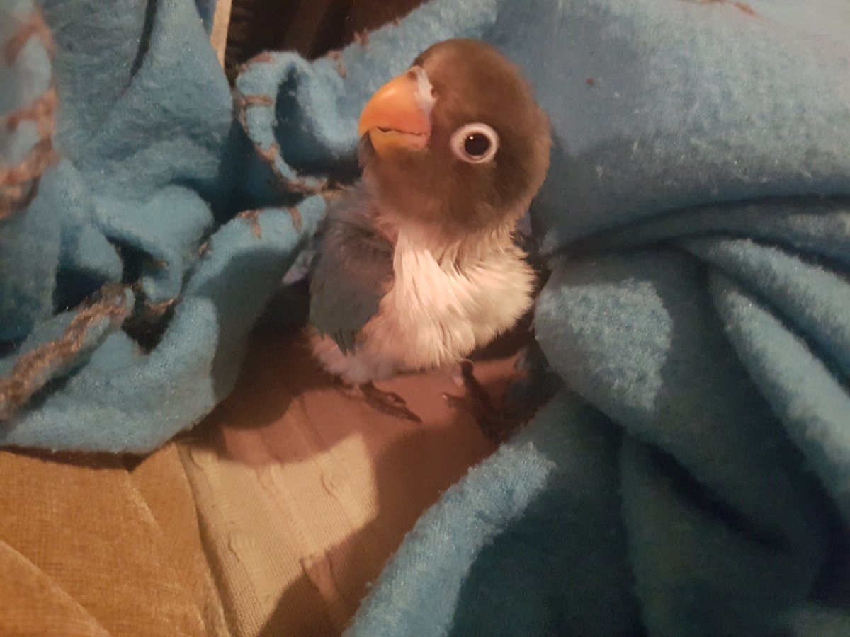 Liss Dark tweet media