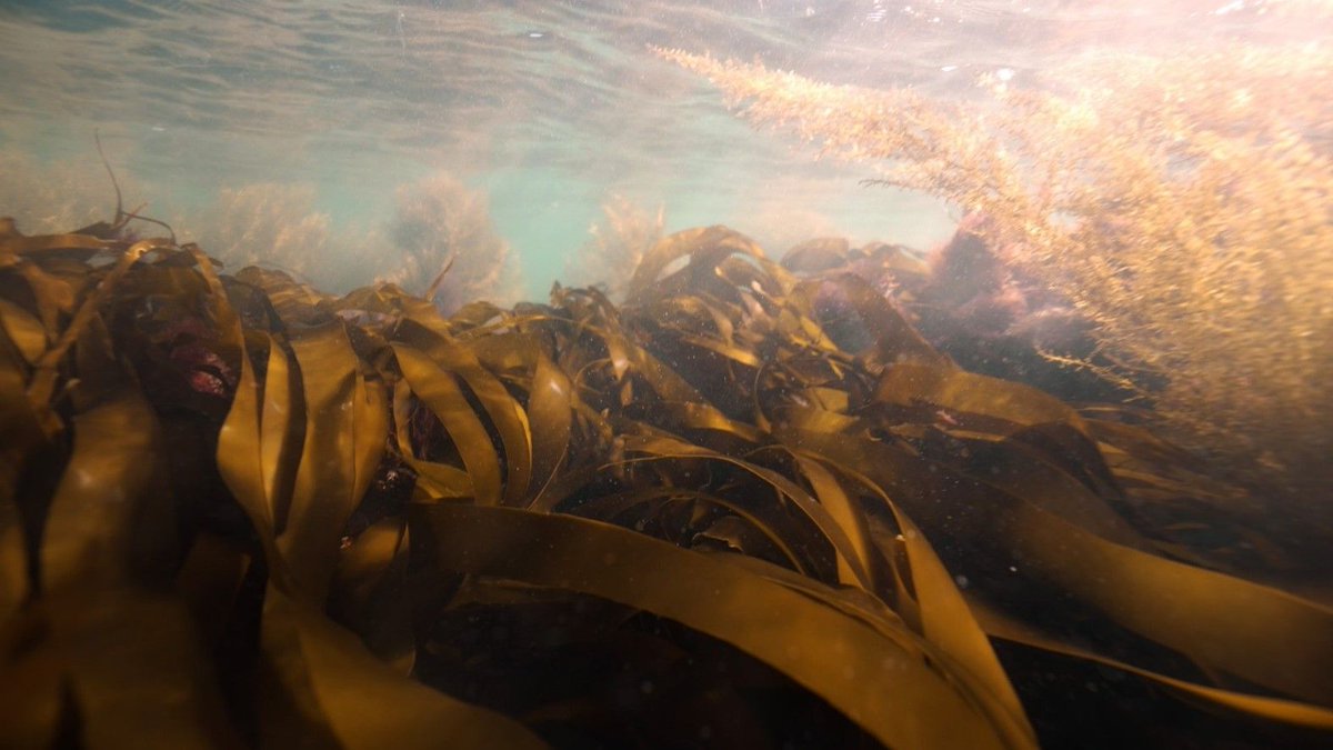 Southern England is home to 3 species of kelp. Once abundant in Sussex, now classified as vulnerable 🌊🌾 

PTES’ new intern, Francesco Marzano, is investigating how non-native species impact kelp forests in the waters of Sussex.

👉 ptes.org/grants/interns…

📸Marianne Glascott