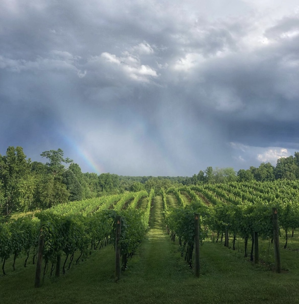 VAWine's tweet photo. Even with passing summer thunderstorms, #vawine country is beautiful. 

📷: Lovingston Winery https://t.co/gxJqWP0fvD