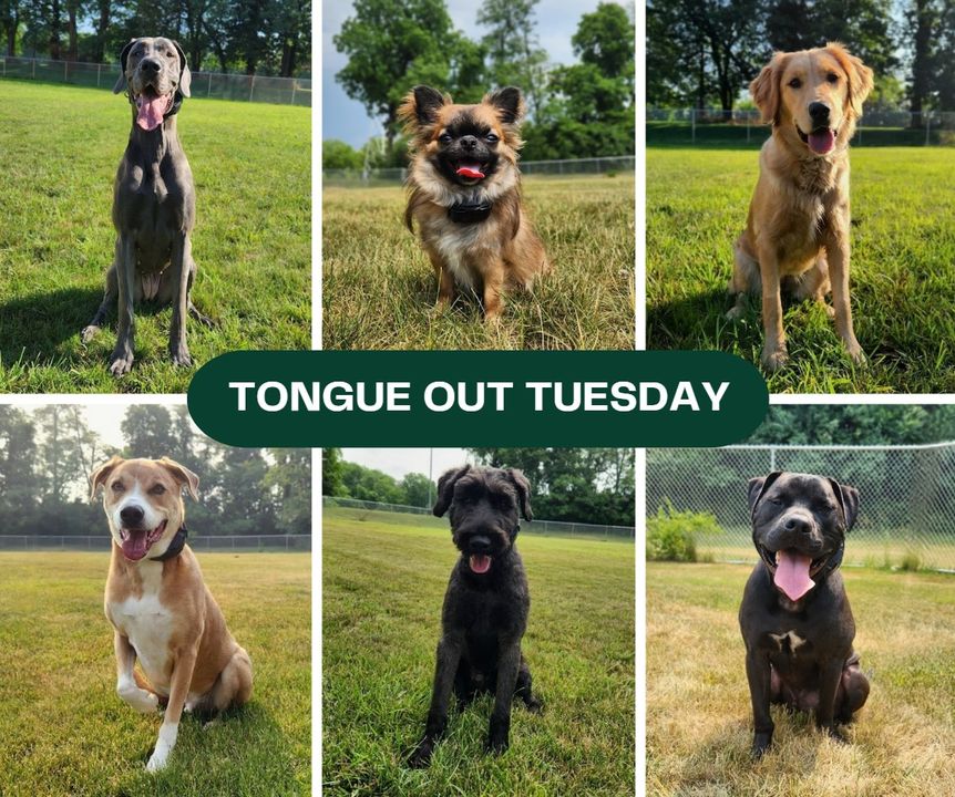 PeacockKennels's tweet photo. 🐾 We're celebrating #TongueOutTuesday with these adorable faces!

Check out these cuties from our family at Peacock Bridge Kennels. Can you handle this much cuteness in one post? 🐶 😛 https://t.co/qG5IfEmYpo