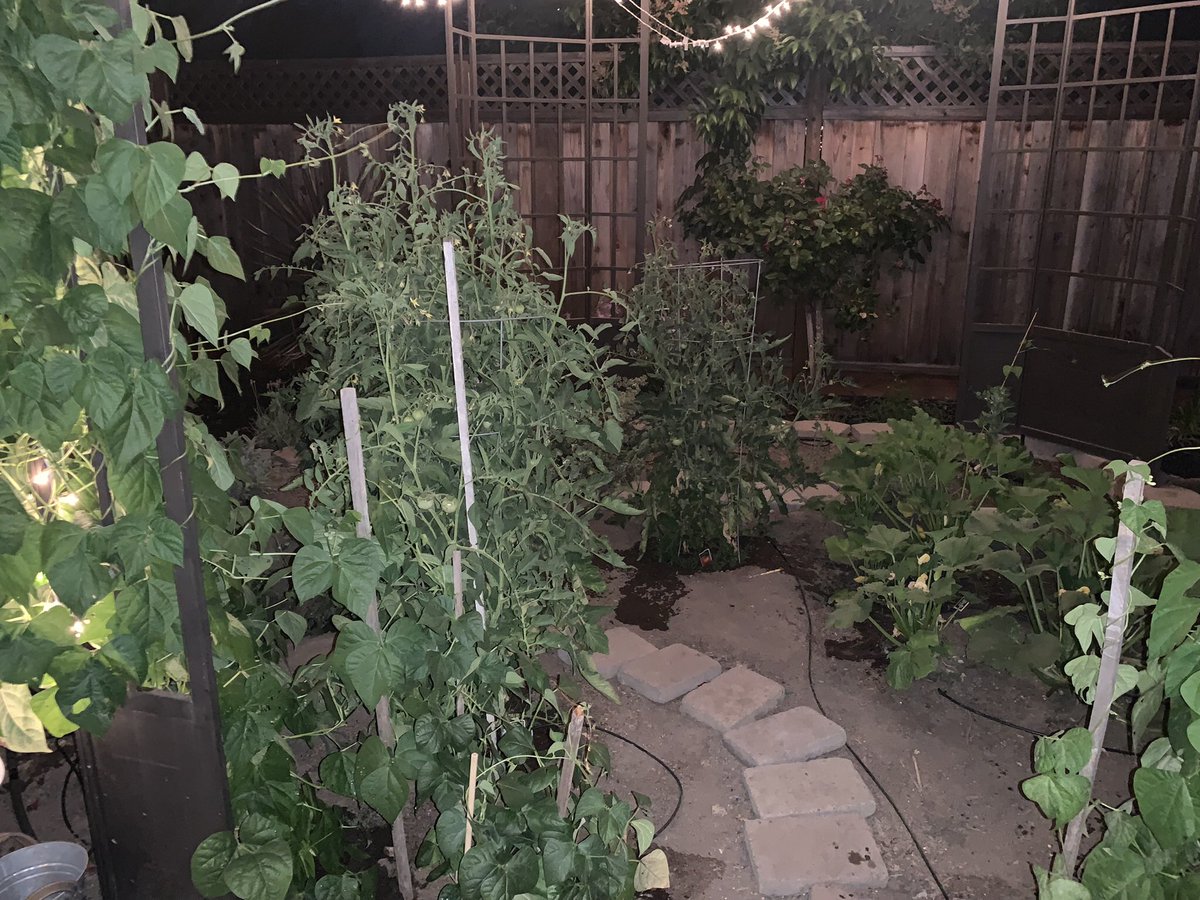 krush1972's tweet photo. #retiredlifeisgood

 This years garden https://t.co/bnXZ8CIl51