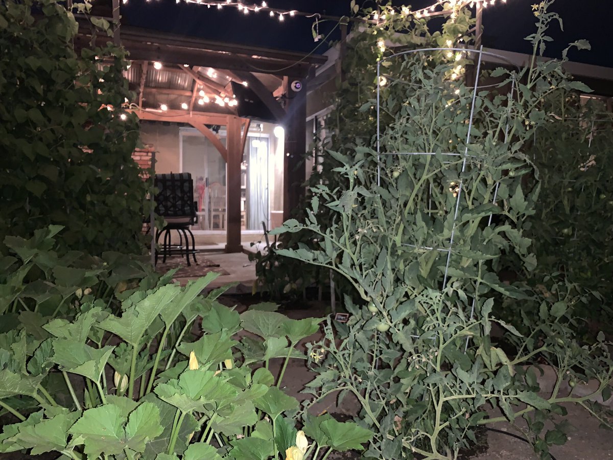 krush1972's tweet photo. #retiredlifeisgood

 This years garden https://t.co/bnXZ8CIl51