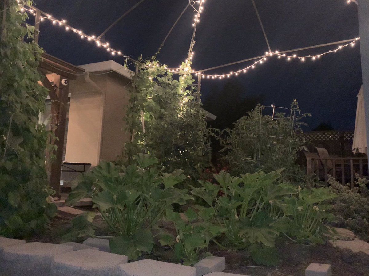 krush1972's tweet photo. #retiredlifeisgood

 This years garden https://t.co/bnXZ8CIl51