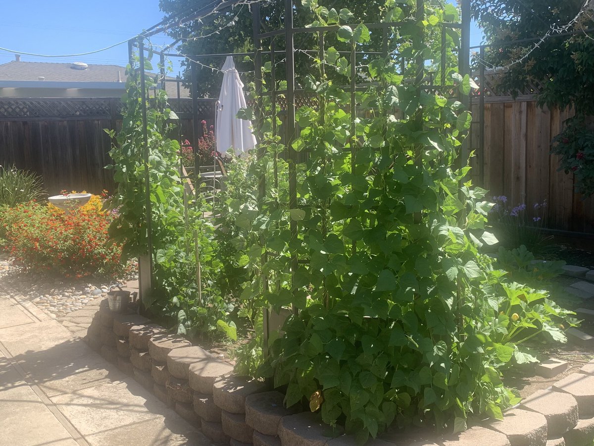 krush1972's tweet photo. #retiredlifeisgood

 This years garden https://t.co/bnXZ8CIl51