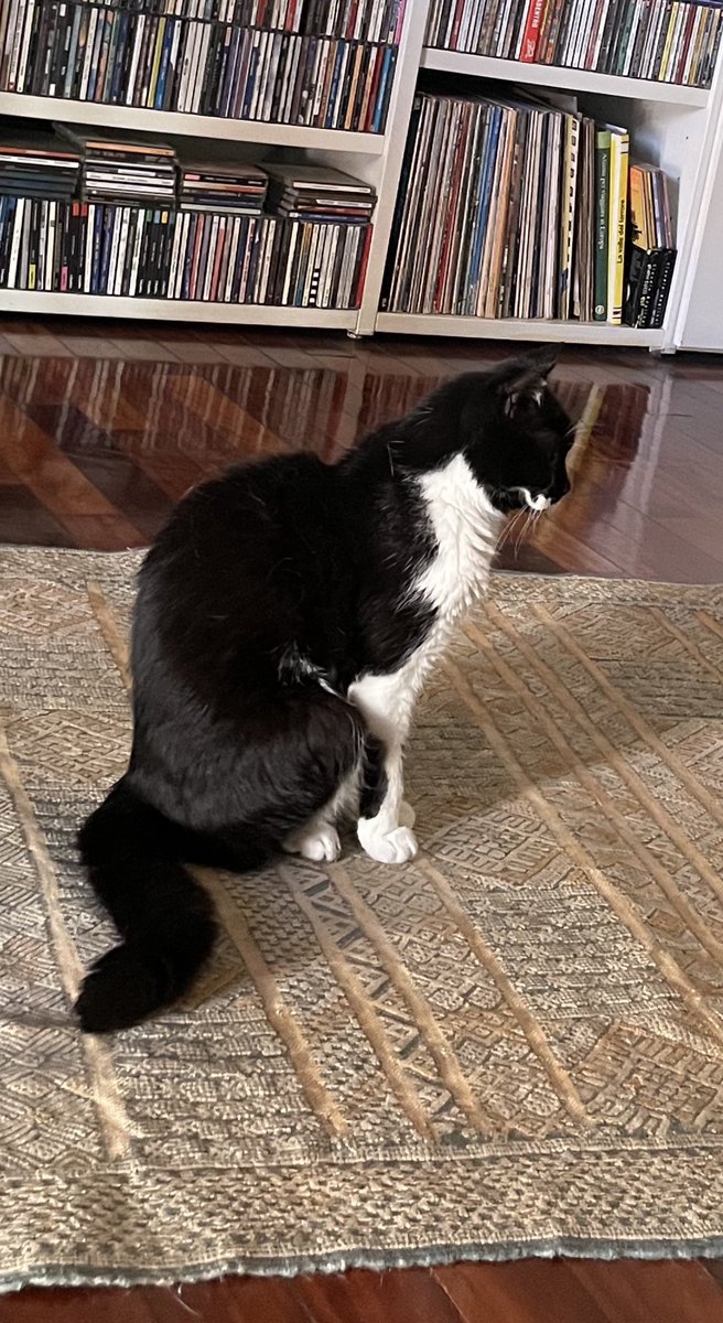 Roxyna60's tweet photo. #InternationalCatDay https://t.co/1ekJoOMmkI