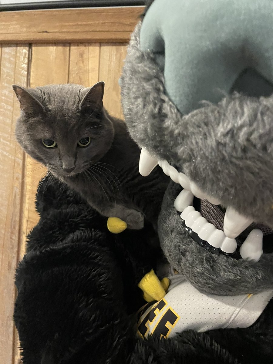 PouncePanther's tweet photo. IT’S INTERNATIONAL CAT DAY!!! It’s the purrfect time to snuggle up with your little buddy 🐈‍⬛ A day like today is the cat’s pajamas! 🐾 #InternationalCatDay #uwm https://t.co/SLXdDwHMRE