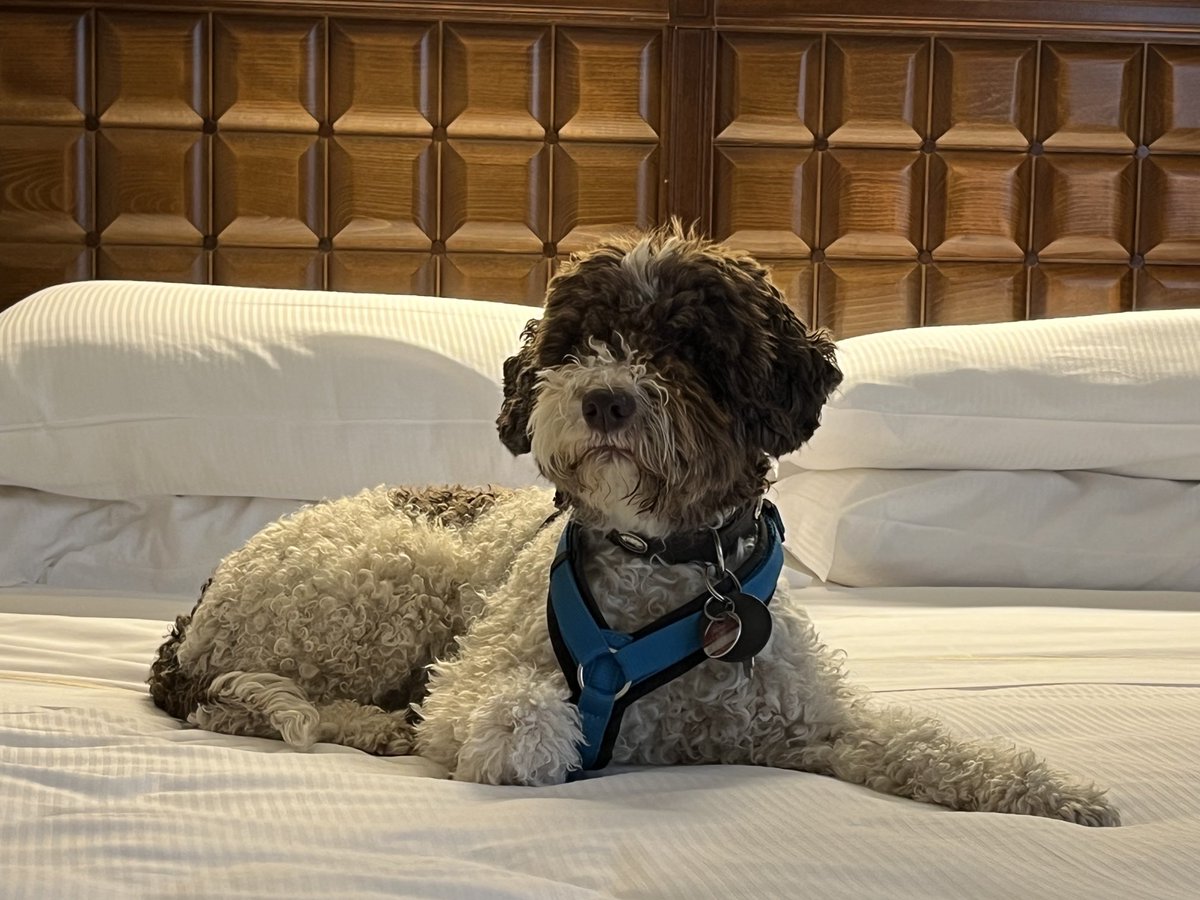 HLagotto's tweet photo. Erwähnte ich bereits, dass ich kürzlich mit zwei Bediensteten Südtirol und Norditalien bereist habe? Ein Recht angenehmer Urlaub! #lagotto #dogsoftwitter https://t.co/k8qIyiXGZd