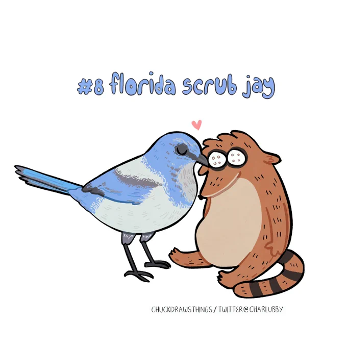 day 8 of avian  florida scrub jay  #AvianAugust #AvianAugust2023 